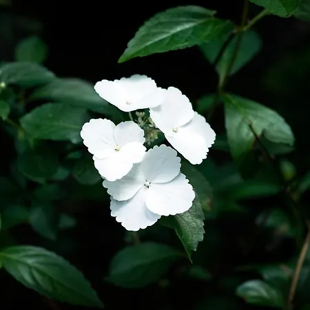 אכסניה W Dlugosiodle 2 Sypialnie Przy Samym Lesie Dlugosiodlo