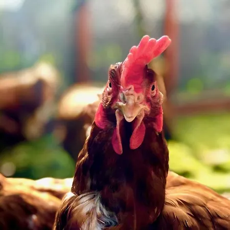 W Dlugosiodle 2 Sypialnie Przy Samym Lesie Dlugosiodlo