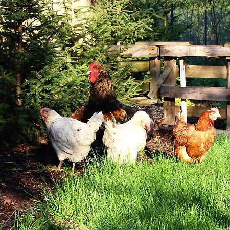 W Dlugosiodle 2 Sypialnie Przy Samym Lesie אכסניה Dlugosiodlo