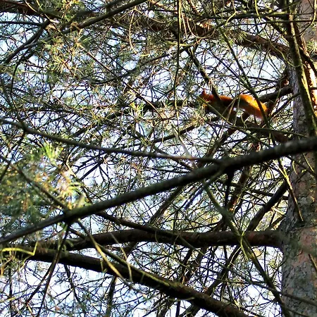 אכסניה W Dlugosiodle 2 Sypialnie Przy Samym Lesie Dlugosiodlo