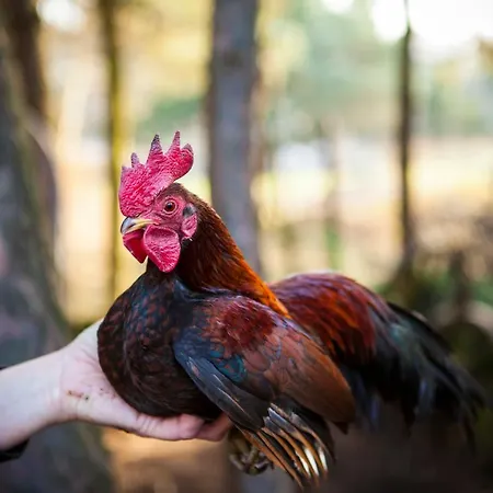 אכסניה W Dlugosiodle 2 Sypialnie Przy Samym Lesie Dlugosiodlo