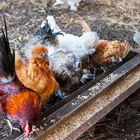 W Dlugosiodle 2 Sypialnie Przy Samym Lesie *