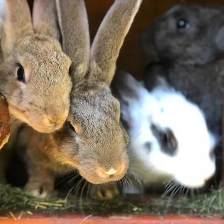 W Dlugosiodle 2 Sypialnie Przy Samym Lesie אכסניה Dlugosiodlo