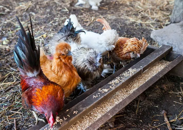 W Dlugosiodle 2 Sypialnie Przy Samym Lesie *